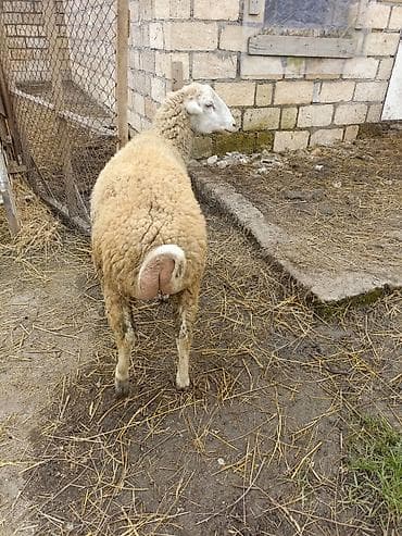 qoyun quyruğu: Erkek quzu satılır — 8