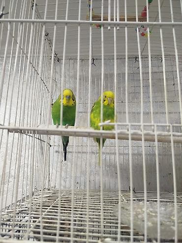 Bir cut papuqaydi yuva qizdirir birdəfə bala alinib 7 bala verib