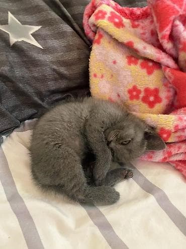 pişik cutləşdirilir: Boz rəngli, qısa tüklü balaca pişiklər - Eyni rəngli (boz/“blue”) — 4