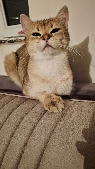 pişik etibarlı əllərə verilir: Qızıl şinşilla, Erkək, Cütləşmə üçün — 8