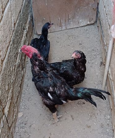 Heyvanlar üçün mallar: Xoruz, Heyratı, il: 1, Ödənişli çatdırılma — 5