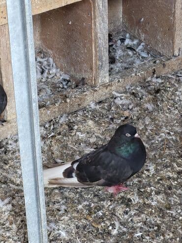 британская кошка цена в баку: Ağ quyruqlar 11 ədəddir 4 ü qırmızı 7 si qaradır cutdə satılır cütü — 2