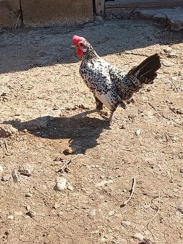 Salam herkese yaponka xoruzu satlr tekdı deye satram real alan yazzın — 2