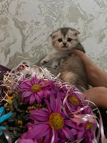 tuksuz pişik: Şotland yastı qulaq — 7