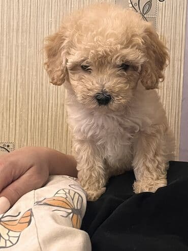 Pudel, 2 ay, Erkek, Peyvəndli, Ödənişli çatdırılma