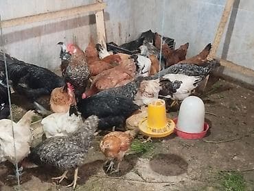 Toyuqlar: Toyuq, Damazlıq — 1