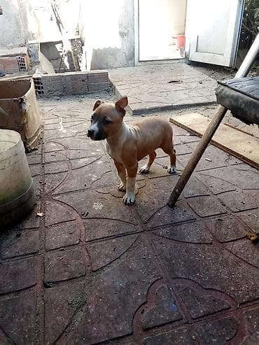 it ucun qurd dermani: Pitbul, 2 ay, Dişi, Peyvəndli, Ünvandan götürmə — 3