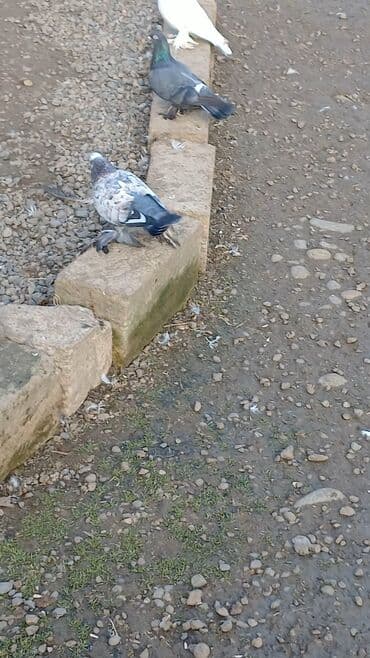 tap az qoyun: Salam herkese. 1 cüt bele oynaq göyercin satılır. isteyen olsa vpdan — 2