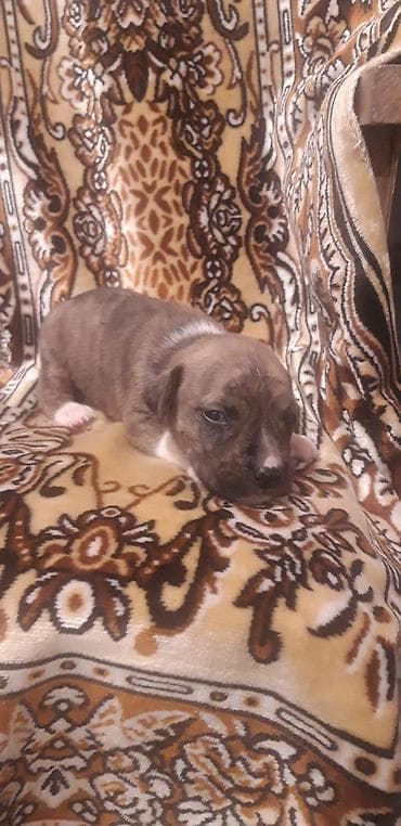 ağ haski: Pitbul — 6