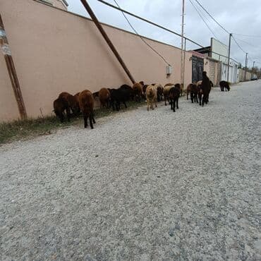 Salam hervaxdız xeyir saxlamlıq quzularm cxdı satqa isdiyen elaqe — 11