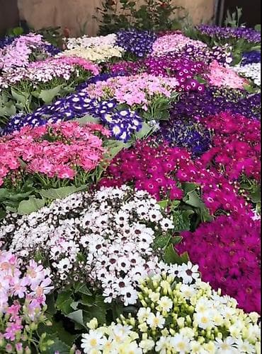 Çatrlma 10 eded olsa edirik baki Məhsul: Qapalı və açıq məkanlar