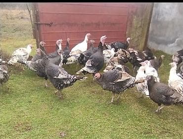 qizil qus: Məhsul: Hinduşkalar (qrup halında) Təsvir: - Geniş həyət şəraitində — 3