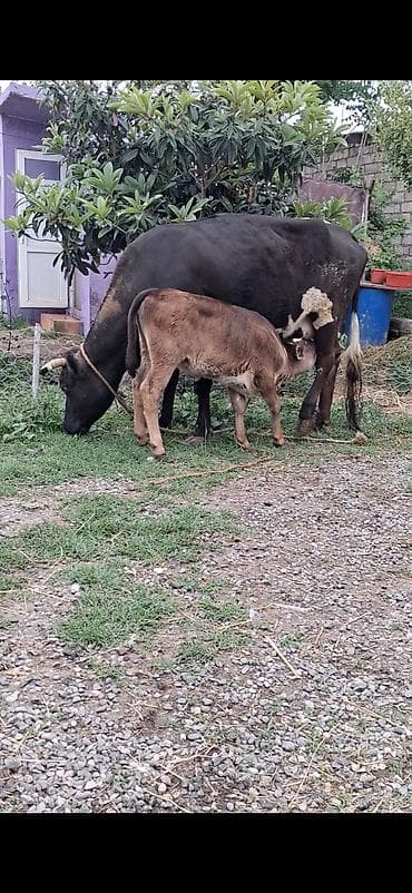 Dişi, il: 6, Südlük, Ünvandan götürmə lalafo.az -da Dişi, il: 6, Südlük, Ünvandan götürmə