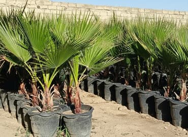 Bitkilər: Vaşinqton sortu palmaları super vəzyətdə qab məhsullarıdı şidil — 2