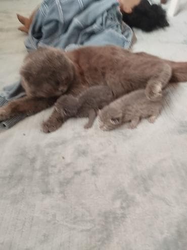 şirin pişik: Şotland — 1