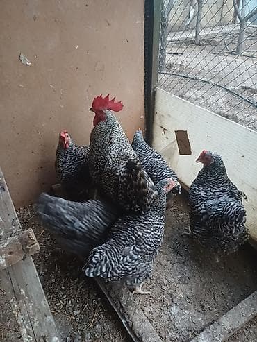 barred rock: Məhsul: Austrolorp və Amaroks toyuqların yumurtası satılır Təsvir: - — 8