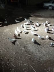 göyercin yuvasi: Kom hamsı 170 1ri 4 m — 5