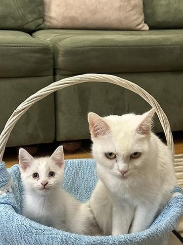 домики для собак: Британская, В добрые руки — 3