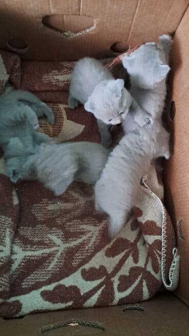 Собаки: Шотладская вислоухая, В добрые руки — 2