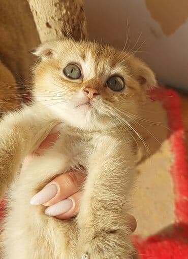 1 azn pişik: Şotland, Erkək, Dişi, Yaxşı əllərə, Ünvandan götürmə — 9