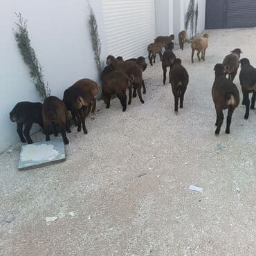 Salam hervaxdız xeyir saxlamlıq quzularm cxdı satqa isdiyen elaqe — 14