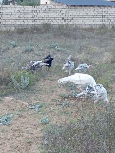 Yumurta: Məhsul: Hind quşu yumurtası mayali — 4