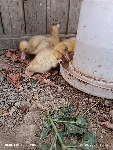 kend cuceleri: 30 dənə 14 günlük lal ördək balaları Saglamdilar bağ şəraitində özüm — 3