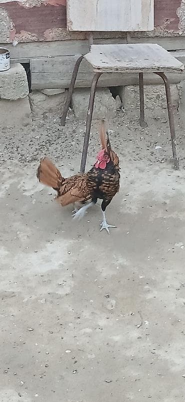 Toyuqlar: Toyuq, Damazlıq — 2