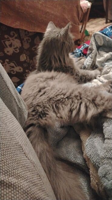 heyvanlar at: Pisiy disi — 2