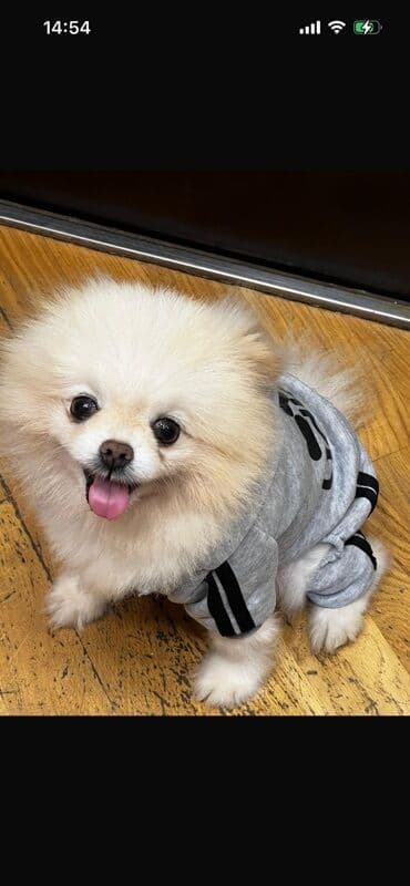 cütleşdirme: Şpitz — 1