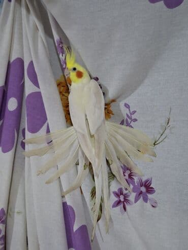 Heyvanlar üçün mallar: Karella erkey disi satilir insana orgenibler elde boyunda otururlar — 4