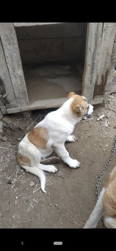 labrador retriever qiymeti: Kanqal, 2 ay, Peyvəndli — 2