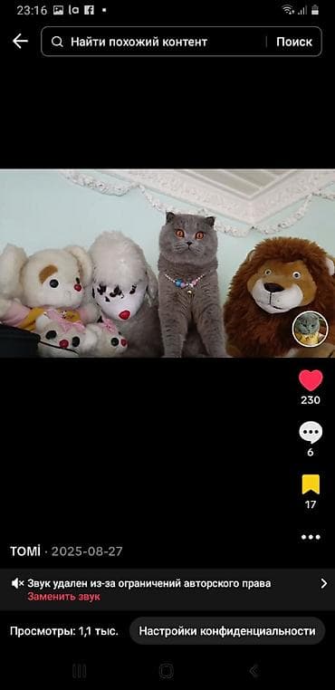 pişim: Britan yastı qulaq, Erkək, Cütləşmə üçün — 2