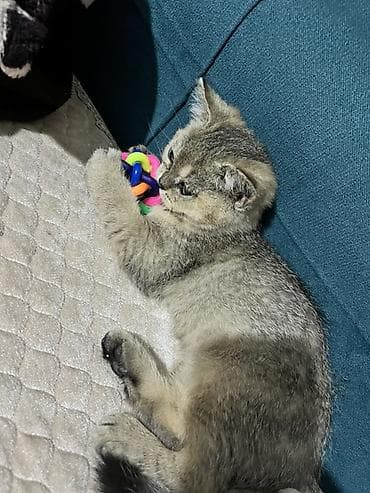 Gəmiricilər: Erkək, Yaxşı əllərə — 4