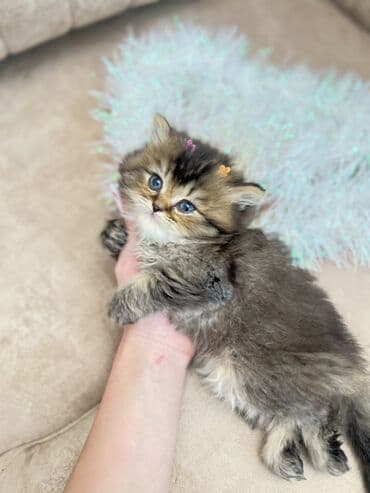 azəri pişik adları: Britan, Erkək, Ünvandan götürmə, Ödənişli çatdırılma, Rayonlara çatdırılma — 1