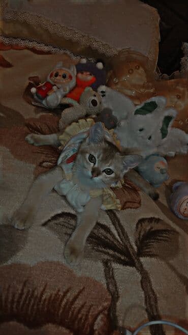 pişik balası: 4 aylıq balaları erkək — 2