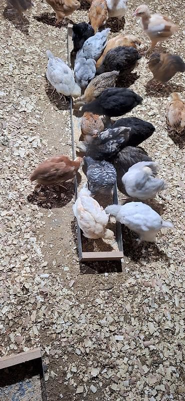 cücə qiyməti: Toyuq cücələri, Damazlıq — 3