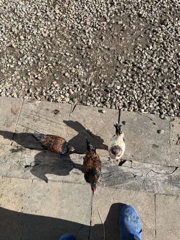 cuce ve xoruz: Toyuq, Yumurtalıq — 1