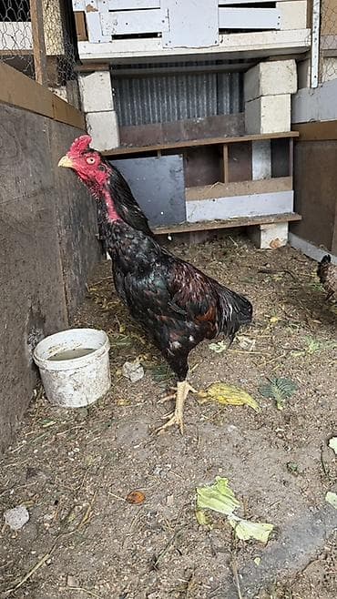 Toyuqlar: Heyratı satılır esil damazdıq xoruz 2 yaş var Təsvir: - Hündür — 2