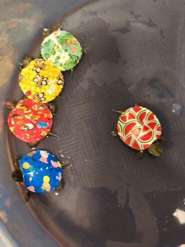 американский плоскоухий членистоногий когтеступ: Qırmızı yanaq su tısbağalar. Şəkillərdə müxtəlif naxışlı, dekorativ — 1