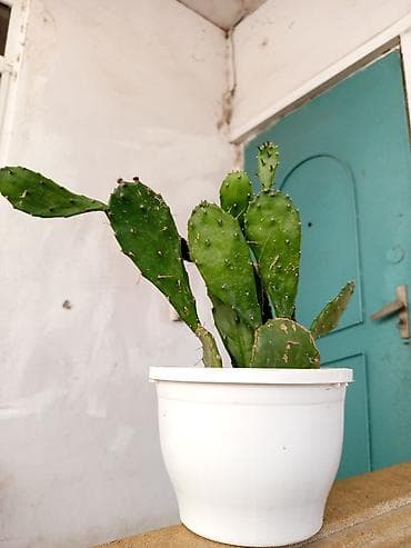mal dili bitkisi: Opuntia (tikanlı armud) kaktusu – saksıda dibcekle birge 12 dibceksiz — 1