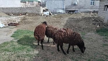 qoyun quyrugu: Qarabaş tipli 3 baş qoyun - Cins: qarabaş/yerli qoyun - Rəng: tünd — 4