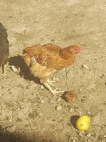 хаски цена в баку: Курица, Для мяса, Самовывоз — 2