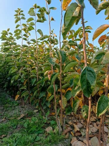 meyvə ağacı: Her sor tinglermiz movcuddur yerli və xarici sortlar var sortlara — 13