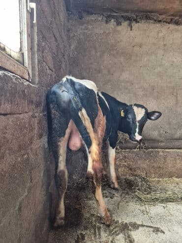 Keçi, çəpiş: Təmiz cins danadı erkəydi — 4