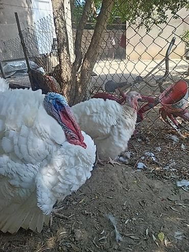 bulbul quşu: Şəkildə hinduşkanın balalarıdır. Ağ Kanada sortudur. 5 günlük-7 azn — 1