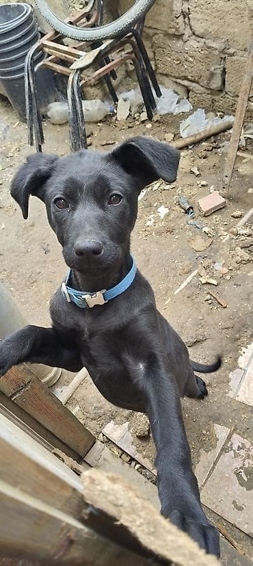 Labrador-retriver, 3 ay, Dişi, Peyvəndli, Ünvandan götürmə