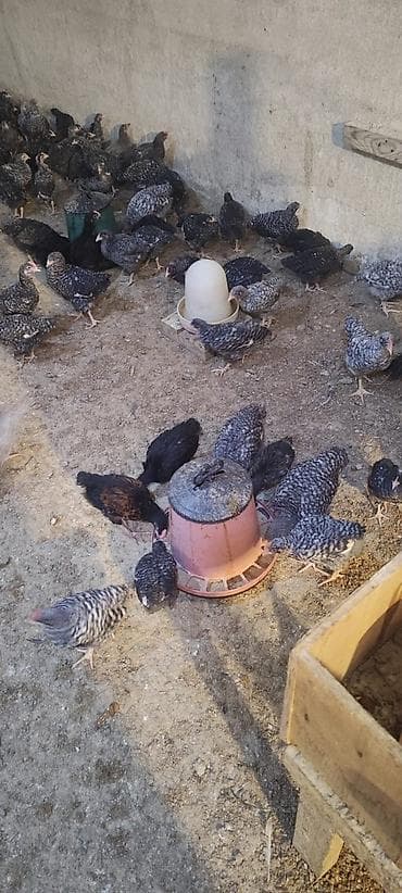 Cücələr: Toyuq cücələri, Ətlik — 3