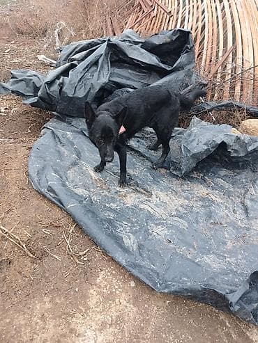 alman qurdu it: Alman çoban iti — 3