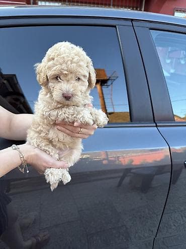 golden retriever balası: Pudel, 2 ay, Dişi, Peyvəndli, Ödənişli çatdırılma — 1